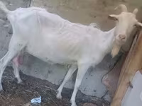 بز ماده, Alpine goat — عکس 7