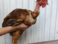 Chickens — 사진 1