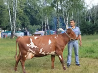 Vacă, Rasa Holstein — foto 4