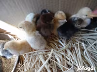 Chickens — รูปภาพ 1