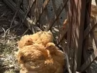 Pekin Bantam — foto 2