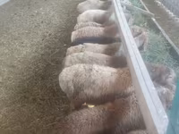 بھیڑ, بھیڑیں — تصویر 3