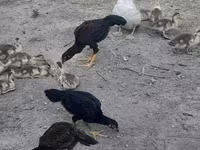 Chickens — fotografija 5