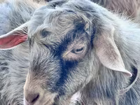 بز ماده, Saanen goat — عکس 3