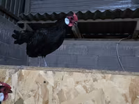 Chickens — zdjęcie 2