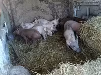 หมูป่าตัวผู้, หมู — รูปภาพ 1