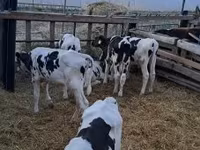 Bulle, Russian Black pied cattle — Foto 2