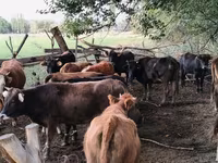 Krava, Simmental cattle — fotografija 6
