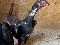 Chickens — 사진 6