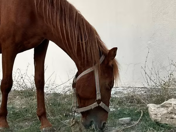 اسب نر, Karabakh horse