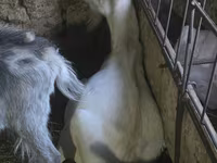 Ri’ dhaddig, Saanen goat — sawirka 2