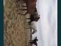 گھوڑی, Horse breed — تصویر 2