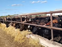 Vacă, Aberdeen-Angus — foto 3