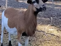 ভেড়ার পাঁঠা, Cameroon sheep — ছবি 5