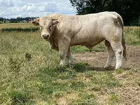 ወንድ በሬ, Charolais cattle — ፎቶ 7