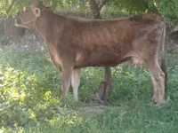 Krava, Swiss cattle — foto 1