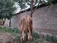 Lembu jantan, Cattle — foto 4