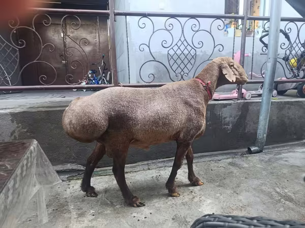 Ovce, Ovce — Uzbekistán