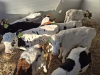 گاو نر, Simmental cattle — عکس 6
