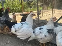 آمراکانا — عکس 1