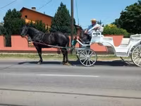 घोड़ी, Nonius horse — फ़ोटो 3
