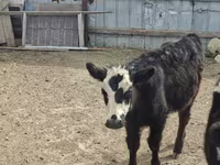 Toro, Mucca kazaka a testa bianca — foto 2