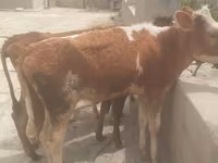 雄牛, Simmental cattle — 写真 6