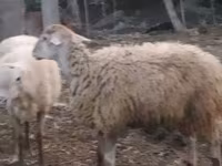 Biri-biri betina, Sheep — foto 1
