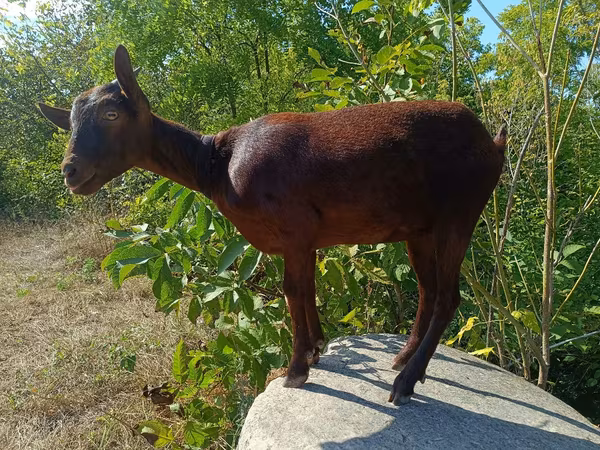 Koza, Murcia-Granada goats