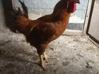 Chickens — sawirka 1