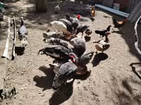 Chickens — foto 2