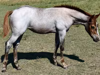 பெண் குதிரை, Quarter Horse — புகைப்படம் 7