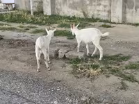 بز نر, بز — عکس 3