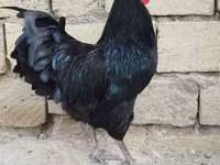 Chickens — عکس 2