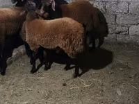 قوچ, گوسفند — عکس 6