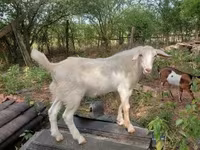 Buk, Nubian Goat — foto 7