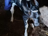 Tjur, Russian Black pied cattle — foto 3