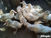 Ducks — foto 7