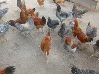 Chickens — عکس 3
