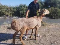 Ovan, Arashan sheep — fotografija 1