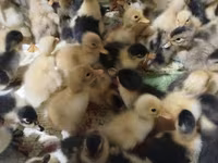 Ducks — รูปภาพ 2
