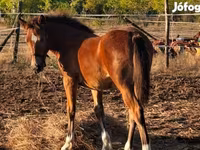 Klisna, Haflinger — foto 2