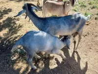 Buk, Nubian Goat — foto 2