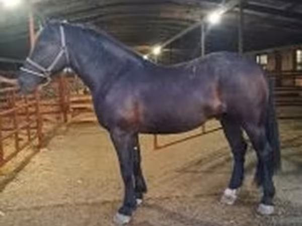 ม้าตัวผู้, Nonius horse