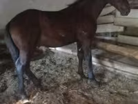 घोड़ा, Nonius horse — फ़ोटो 1