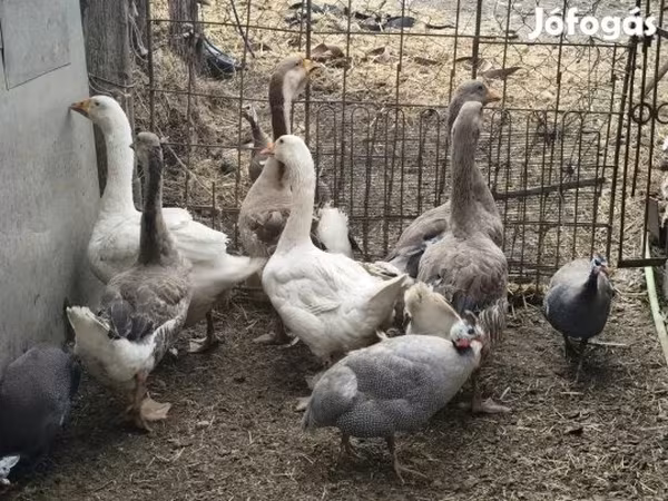 Geese