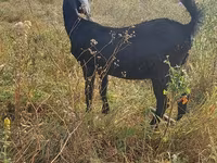 بکری, Nubian Goat — تصویر 2
