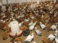Chickens — foto 1