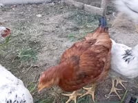 Chickens — تصویر 1