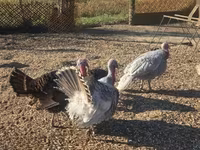 Turkeys — fotografija 1